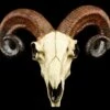Totenkopf - Widder Schädel 1 Totenkopf - Widder Schädel -FIGUREN Verkäufe 12404 0 rams skull 1280x1280