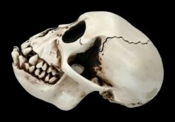 Affen Totenkopf Mit Beweglichem Unterkiefer 12 Affen Totenkopf Mit Beweglichem Unterkiefer -FIGUREN Verkäufe 2D Ersatzbilder FS20087 Y8036 5 1280x1280