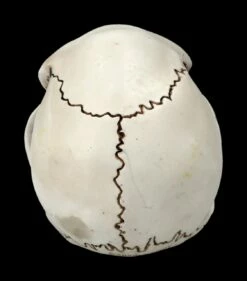 Affen Totenkopf Mit Beweglichem Unterkiefer 13 Affen Totenkopf Mit Beweglichem Unterkiefer -FIGUREN Verkäufe 2D Ersatzbilder FS20087 Y8036 6 1280x1280