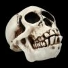 Affen Totenkopf Mit Beweglichem Unterkiefer -FIGUREN Verkäufe 2D Ersatzbilder FS20087 Y8036 8 1280x1280