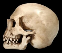 Orc Schädel - Totenkopf 12 Orc Schädel - Totenkopf -FIGUREN Verkäufe 2D Ersatzbilder ML1807 2 1280x1280