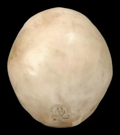 Orc Schädel - Totenkopf 13 Orc Schädel - Totenkopf -FIGUREN Verkäufe 2D Ersatzbilder ML1807 3 1280x1280