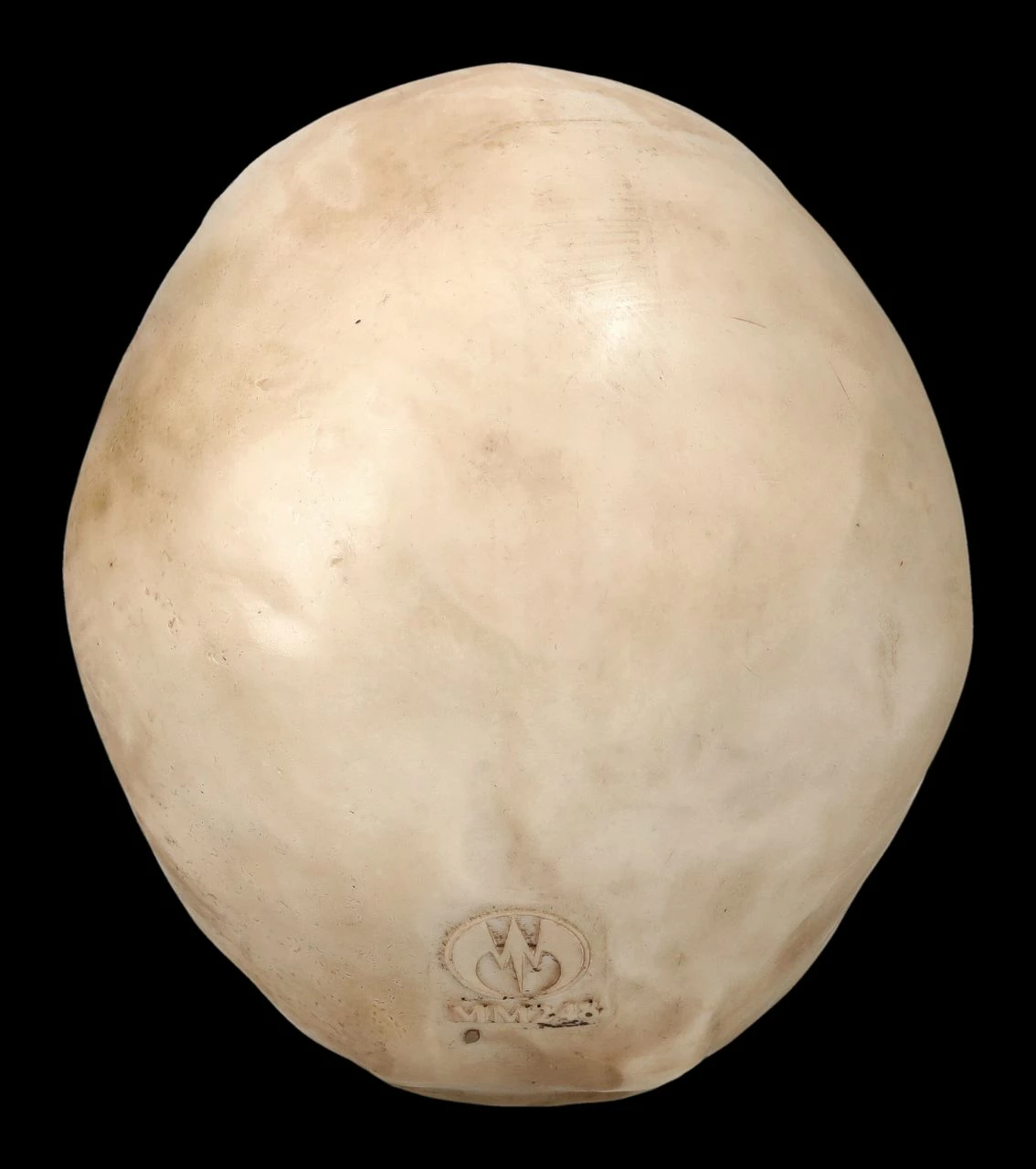 Orc Schädel - Totenkopf 7 Orc Schädel - Totenkopf – Bild 5