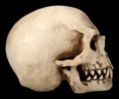 Orc Schädel - Totenkopf 14 Orc Schädel - Totenkopf -FIGUREN Verkäufe 2D Ersatzbilder ML1807 4 1280x1280