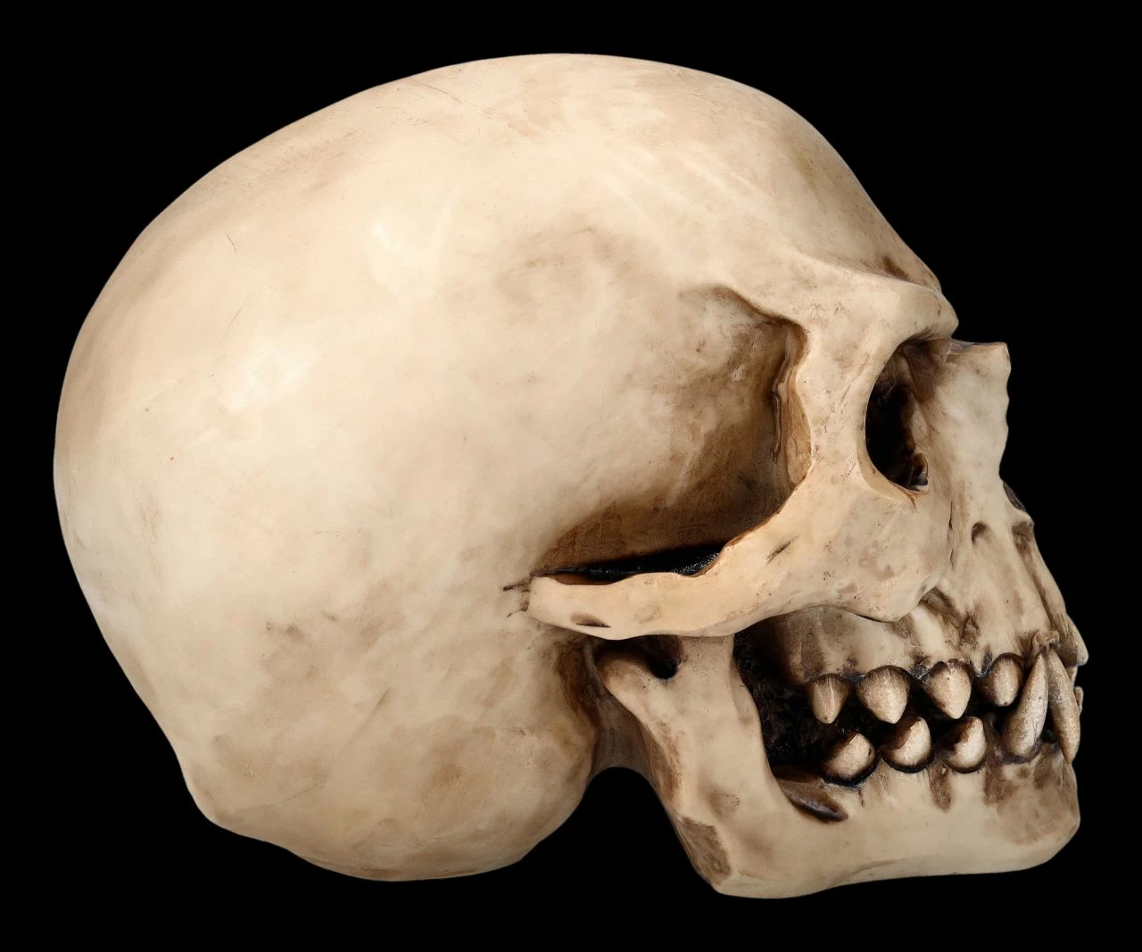 Orc Schädel - Totenkopf 8 Orc Schädel - Totenkopf – Bild 6