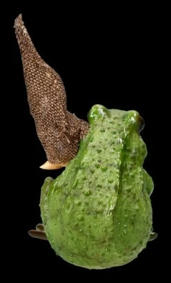 Pixie Kobold Figur - Frosch Kuscheln -FIGUREN Verkäufe 2D FS20032 Ersatzbilder Pixie 814 9780 3 1280x1280