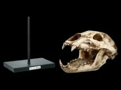 Schwarzbär Totenkopf Auf Metall Ständer 9 Schwarzbär Totenkopf Auf Metall Ständer -FIGUREN Verkäufe 2D FS21621 Schwarzbaer Totenkopf auf Metall Staender 2 1280x1280