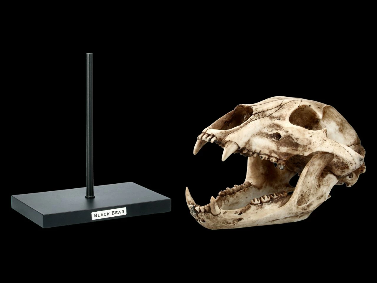 Schwarzbär Totenkopf Auf Metall Ständer 4 Schwarzbär Totenkopf Auf Metall Ständer – Bild 2