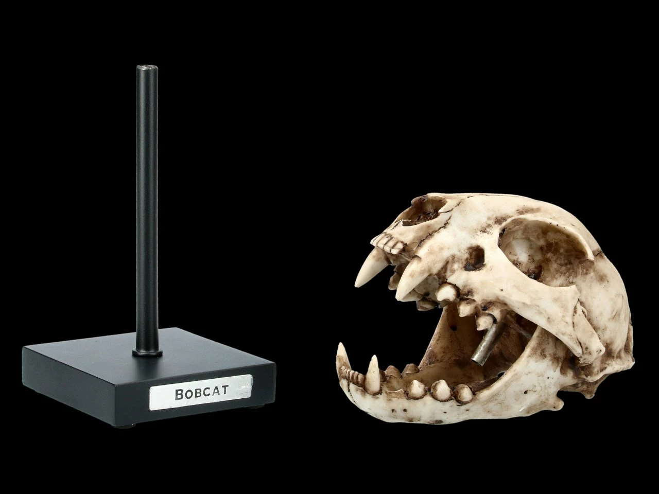 Rotluchs Totenkopf Auf Metall Ständer 4 Rotluchs Totenkopf Auf Metall Ständer – Bild 2