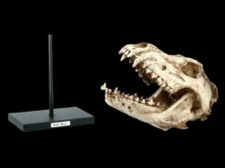 Hund Canis Dirus Totenkopf Auf Metall Ständer -FIGUREN Verkäufe 2D FS21623 Hund Wolf Totenkopf auf Metall Staender Canis Dirus 3 1280x1280