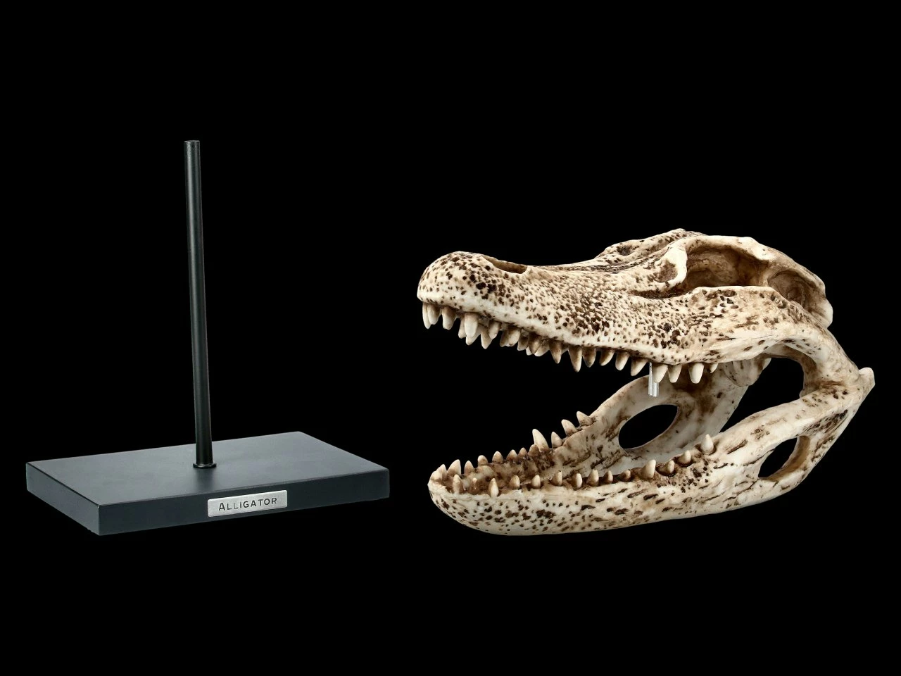 Alligator Totenkopf Auf Metall Ständer 4 Alligator Totenkopf Auf Metall Ständer – Bild 2