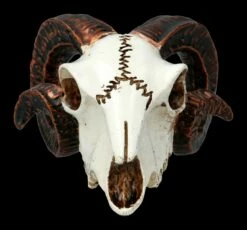 Alchemy Widderschädel - Klein -FIGUREN Verkäufe 2D FS21894 Alchemy Widderschaedel klein 2 1280x1280