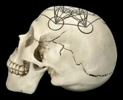 Totenkopf - Heilige Geometrie - Metatron Würfel -FIGUREN Verkäufe 2D FS23022 Totemkopf Heilige Geometrie Metatrons W rfel 2 1280x1280