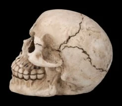 Totenkopf Figur - Witzbold -FIGUREN Verkäufe 2D FS23453 Totenkopf Figur Witzbold 21tW1Ed7hlWtLm 1280x1280