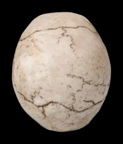 Totenkopf Figur - Witzbold -FIGUREN Verkäufe 2D FS23453 Totenkopf Figur Witzbold 31zDMVL5nN9vZI 1280x1280