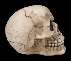 Totenkopf Figur - Witzbold -FIGUREN Verkäufe 2D FS23453 Totenkopf Figur Witzbold 4nG2eQD7Sg5Fbd 1280x1280