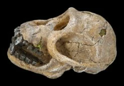 Aquarium Figur - Totenkopf Schimpanse 11 Aquarium Figur - Totenkopf Schimpanse -FIGUREN Verkäufe 2D FS24175 Aquarium Figur Totenkopf Schimpanse 2 1280x1280