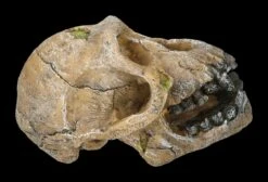 Aquarium Figur - Totenkopf Schimpanse 13 Aquarium Figur - Totenkopf Schimpanse -FIGUREN Verkäufe 2D FS24175 Aquarium Figur Totenkopf Schimpanse 4 1280x1280