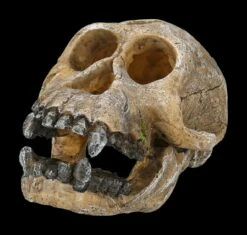 Aquarium Figur - Totenkopf Schimpanse 10 Aquarium Figur - Totenkopf Schimpanse -FIGUREN Verkäufe 2D FS24175 Aquarium Figur Totenkopf Schimpanse 6 1280x1280