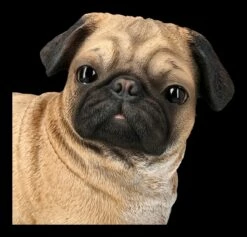 Mops Figur Stehend 15 Mops Figur Stehend -FIGUREN Verkäufe 2D FS24296 Mops Figur stehemd 9 1280x1280