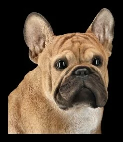 Französische Bulldoggen Figur -FIGUREN Verkäufe 2D FS24298 Franz sische Bulldoggen Figur 11 1280x1280