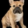 Französische Bulldoggen Figur -FIGUREN Verkäufe 2D FS24298 Franzosische Bulldoggen Figur 2 1280x1280