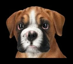 Boxer Hund Welpen Figur 15 Boxer Hund Welpen Figur -FIGUREN Verkäufe 2D FS24305 Boxer Hund Welpen Figur 9 1280x1280