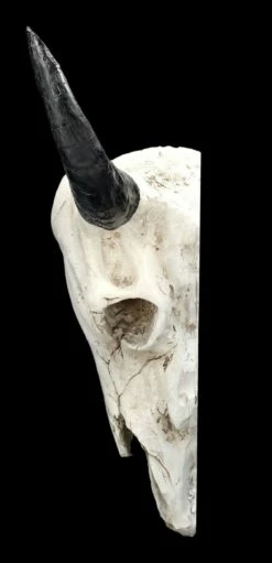 Wanddeko - Bison Totenkopf -FIGUREN Verkäufe 2D FS24383 Wanddeko Bison Totenkopf 13 1280x1280