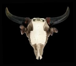 Wanddeko - Bison Totenkopf Mit Kriegsbemalung 12 Wanddeko - Bison Totenkopf Mit Kriegsbemalung -FIGUREN Verkäufe 2D FS24387 Wanddeko Bison Totenkopf mit Kriegsbemalung 10 1280x1280