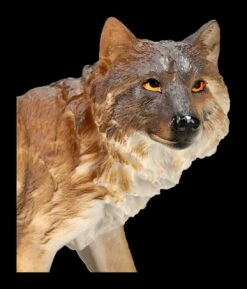 Wolfsfigur Grau Stehend 15 Wolfsfigur Grau Stehend -FIGUREN Verkäufe 2D FS24571 Wolfsfigur grau stehend 9 1280x1280