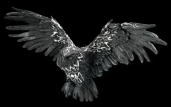 Wandrelief - Schwarze Keltische Eule -FIGUREN Verkäufe 2D FS24644 Wandrelief Schwarze keltische Eule 6 1280x1280