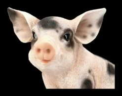 Schweine Figur - Geflecktes Ferkel 15 Schweine Figur - Geflecktes Ferkel -FIGUREN Verkäufe 2D FS24786 Schweine Figur Geflecktes Schweinchen 8 1280x1280