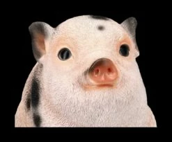 Schweine Figur - Geflecktes Schweinchen Baby -FIGUREN Verkäufe 2D FS24788 Schweine Figur Geflecktes Scheinchen Baby 7 1280x1280