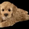 Cockapoo Welpe Figur Liegend -FIGUREN Verkäufe 2D FS25129 Cockapoo Welpe Figur liegend 1 1280x1280