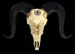 Wandrelief - Widderschädel Mit Verzierungen Mittel -FIGUREN Verkäufe 2D FS25252 Wandrelief Widdersch del mit Verzierungen klein 10 1280x1280