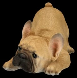 Hundefigur - Französische Bulldogge Welpe Will Spielen -FIGUREN Verkäufe 2D FS26287 Hundefigur Franz sische Bulldogge Welpe will spielen 6 1280x1280