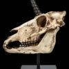 Einhorn Totenkopf Auf Ständer