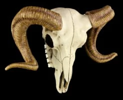 Widderschädel - Totenkopf