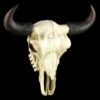 Amerikanischer Büffelschädel 1 Amerikanischer Büffelschädel -FIGUREN Verkäufe 3246 0 buffalo skull 1280x1280