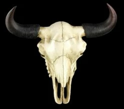 Amerikanischer Büffelschädel -FIGUREN Verkäufe 3246 1 buffalo skull 1 1280x1280