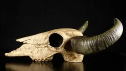 Büffelschädel -FIGUREN Verkäufe 4801 3 bueffelschaedel 3 1280x1280