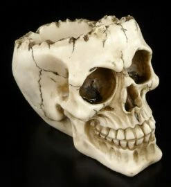 Totenkopf Lobo Ohne Schädeldecke