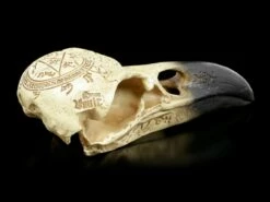 Alchemy Rabenschädel - Omega -FIGUREN Verkäufe Alchemy Rabenschaedel Omega 4 1280x1280