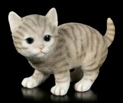Baby Katzen Figur - Amerikanisch Kurzhaar Spielend