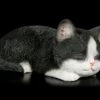 Baby Katzen Figur - Schlafend Schwarz-weiß -FIGUREN Verkäufe Baby Katzen Figur Schlafend Schwarz Weiss 1280x1280
