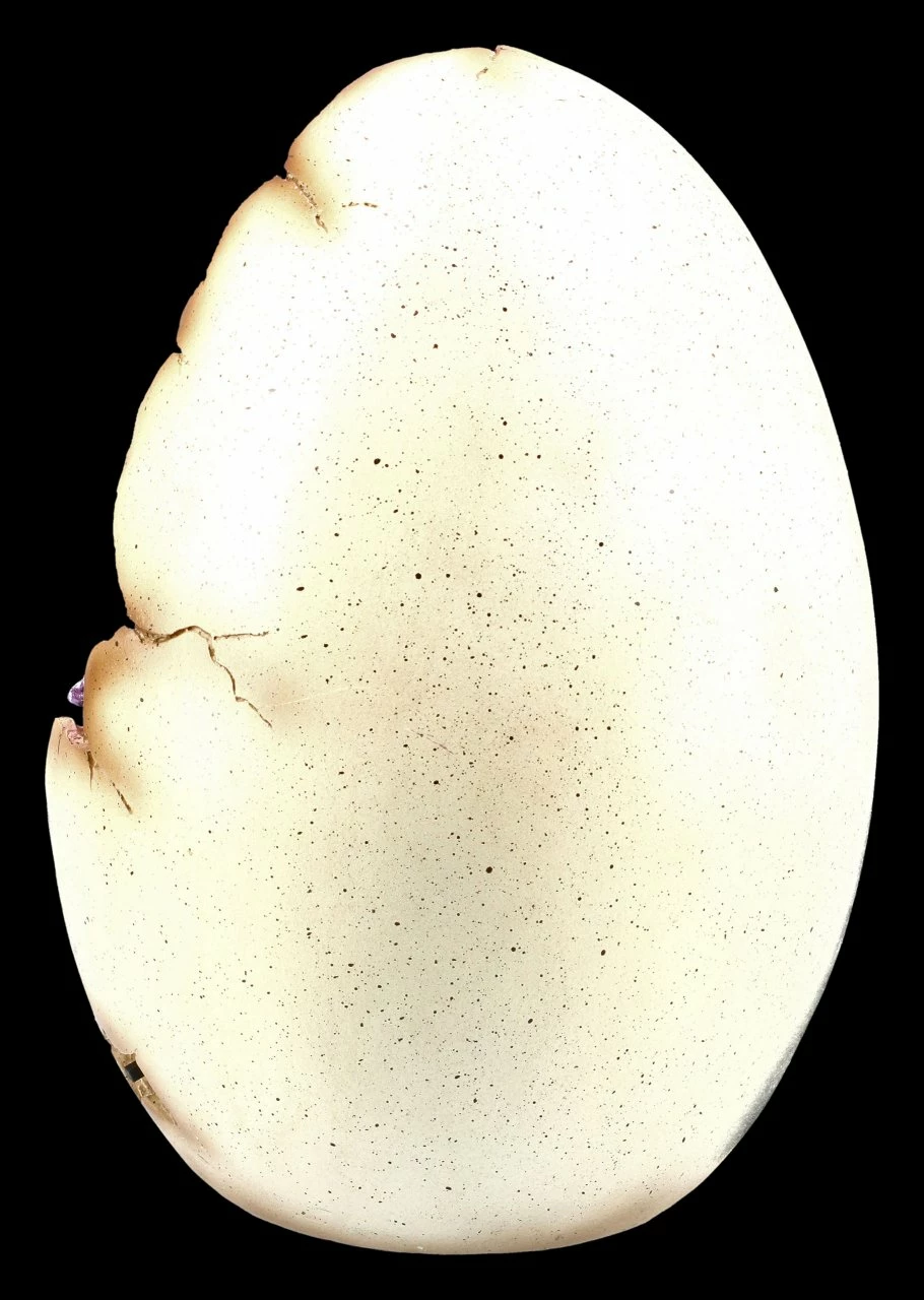 Drachen Figuren Mit Ei Display LED - Geode Gathering 6 Drachen Figuren Mit Ei Display LED - Geode Gathering – Bild 4