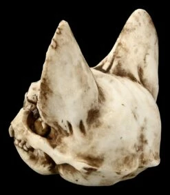 Totenkopf Katze - Bastet Schädel -FIGUREN Verkäufe FS21095 Totenkopf Bastet 5 1280x1280