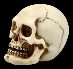 Menschlicher Totenkopf Mit Unterkiefer - Klein -FIGUREN Verkäufe FS21151 Menschlicher Totenkopf mit Unterkiefer klein 3 1280x1280