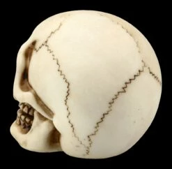 Menschlicher Totenkopf Mit Unterkiefer - Klein -FIGUREN Verkäufe FS21151 Menschlicher Totenkopf mit Unterkiefer klein 5 1280x1280