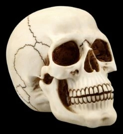 Menschlicher Totenkopf Mit Unterkiefer - Groß